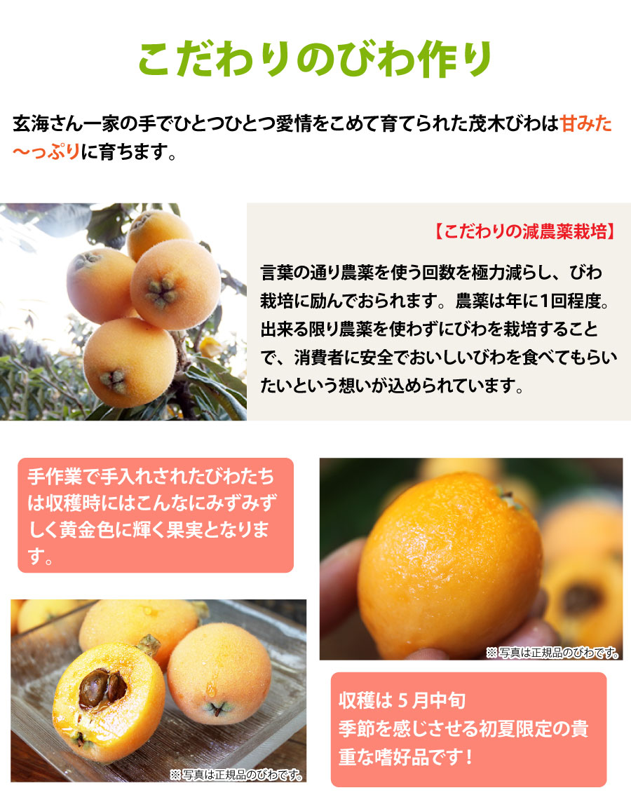 こだわりのびわ作り