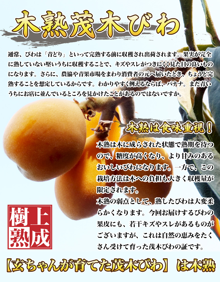 木熟茂木びわ