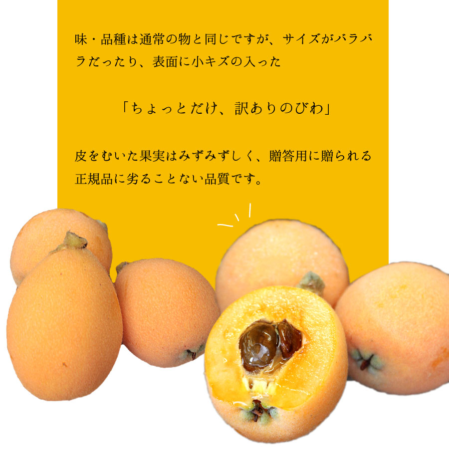 黄金に輝く果実茂木びわ