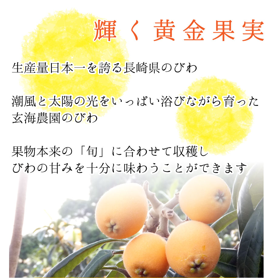 黄金に輝く果実茂木びわ