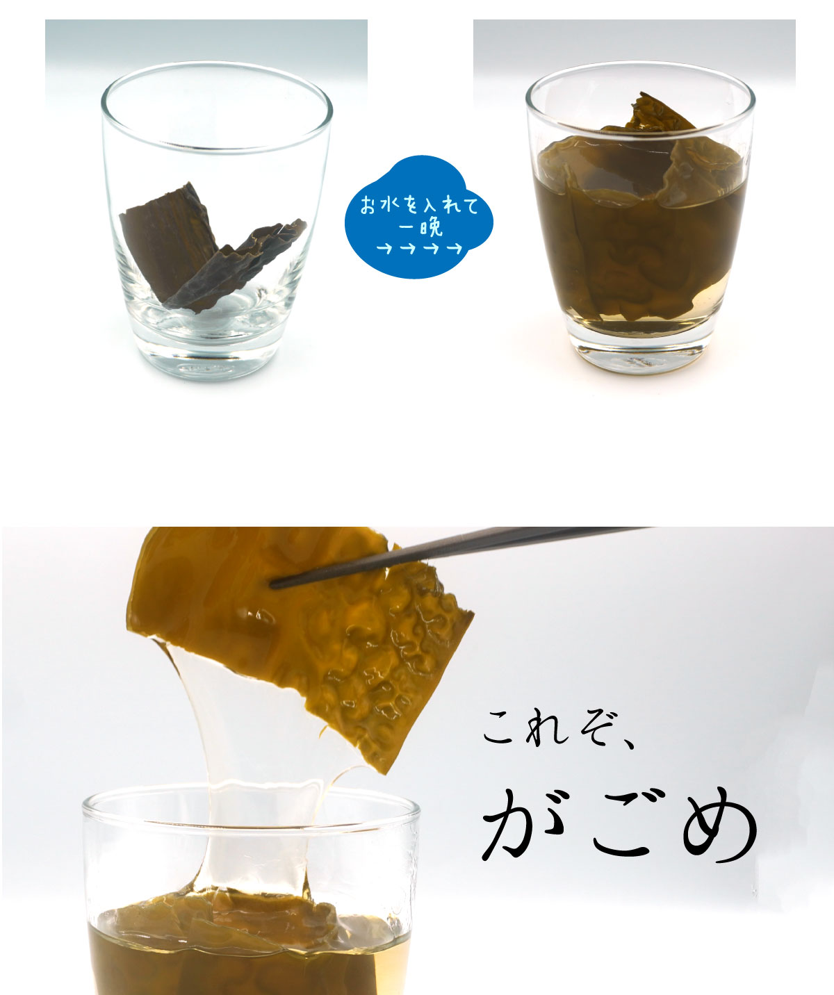 がごめ昆布の葉